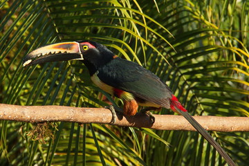 Collared Aracari in Pedacito de Cielo near Boca Tapada in Costa Rica