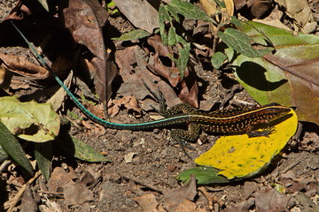 Ameiva festiva lizard at La Ceiba Trail in Parque Nacional Volcan Arenal in Costa Rica