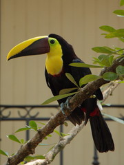 Yellow throated toucan in Costa Rica