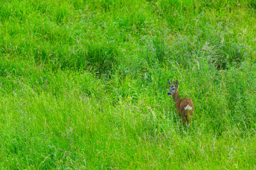 European roe deer (Capreolus capreolus)