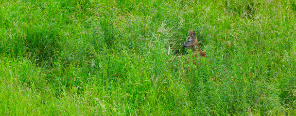 European roe deer (Capreolus capreolus)