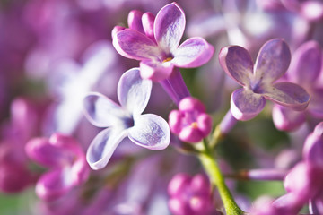 Naklejka na ściany i meble Lilac flowers