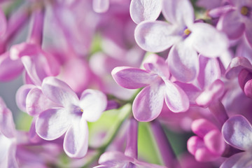 Lilac flowers