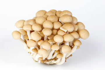 White brown shimeji mushroom on white background
