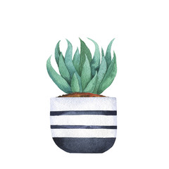 Green houseplant in a pot isolated on white background. Hand drawn watercolor illustration.