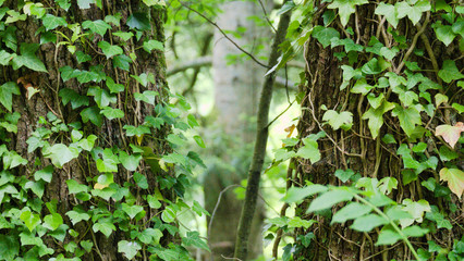 trees and rocks of black forest