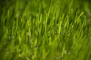 Fototapeta na wymiar Green blades of grass in morning sunlight