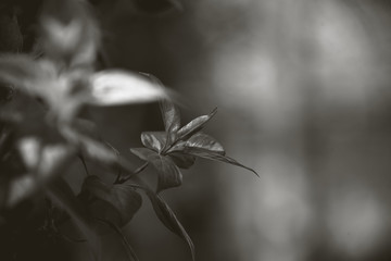 Budding leaves on a branch during spring