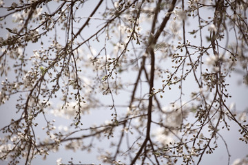 Budding branches in the spring