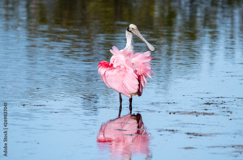 Sticker A roseate spoonbill wading through water.