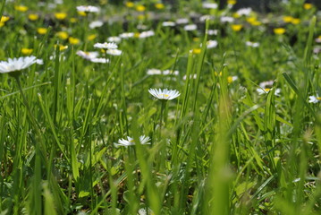 green grass with white flowers