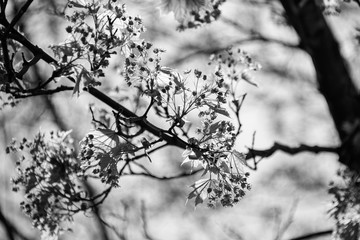 Black and white budding branches in the spring