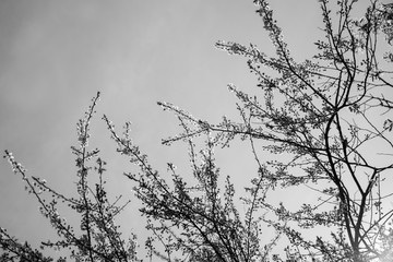 Black and white budding branches in the spring