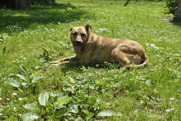 dog lying on the grass