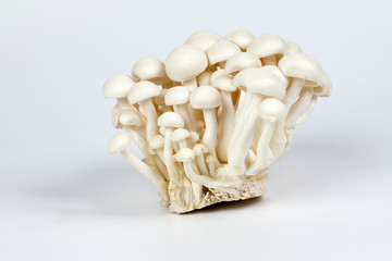 White brown shimeji mushroom on white background