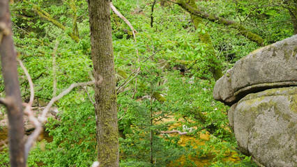trees and rocks of black forest