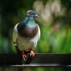 Dove Perched on a Fence