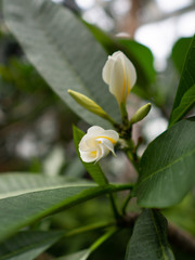 Aufgehende weiße Plumeria - tropische Pflanze
