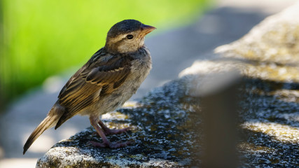 Sparrow on a Wall