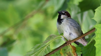 Sparrow Perched on a Tree Branch
