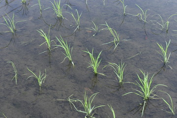 水田の稲の苗