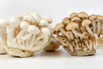 White brown shimeji mushroom on white background