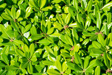 floral green bush pittosporum tobira nana