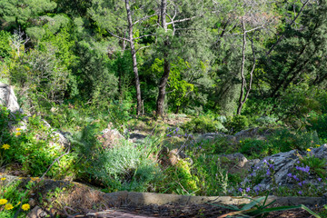 green forest on the mountainside in spring