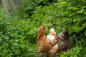 Two free range happy hens amid lush green vegetation. Free-Range Chicken Garden.
