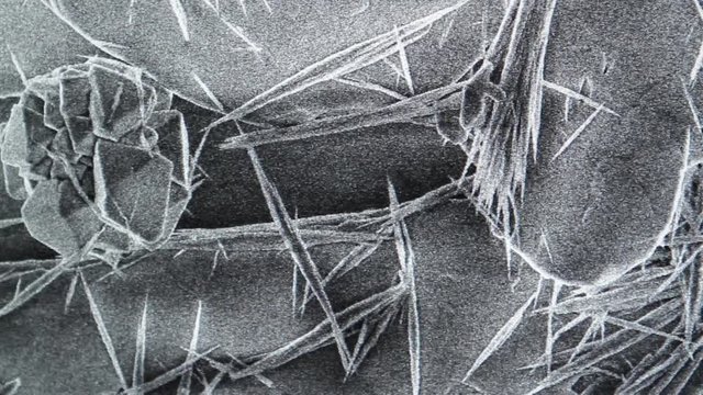 Detailed Image of a Sample Image with Filaments Using Scanning Electron Microscopy in the Lab