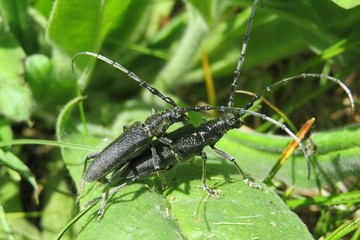 Black barbel beetles mating on leaves in the garden, closeup