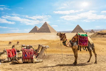Schilderijen op glas Camels near Pyramids in Cairo © zevana