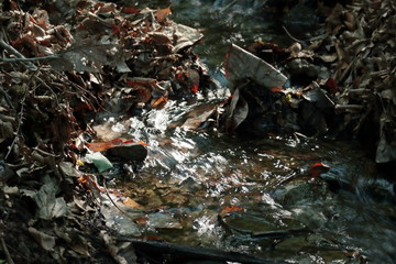 小さな川の流れ