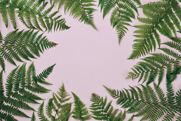 Top view of green tropical fern leaves on pink background. Flat lay. Minimal summer concept with fern leaf. Creative copy space