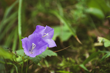 Bellflowers in forest