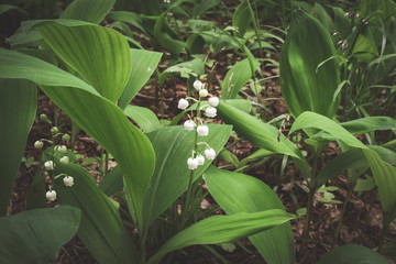 Lily of the valley