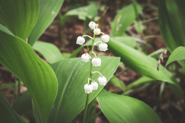 Lily of the valley