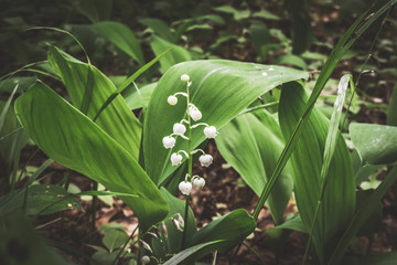 Obraz premium Lily of the valley