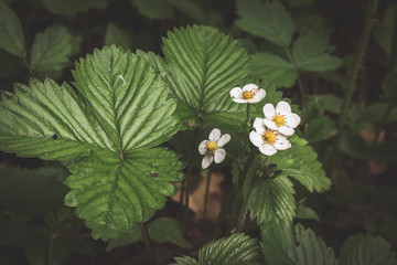 Wild strawberries growing
