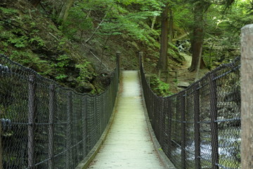 Obraz premium 森の中のつり橋