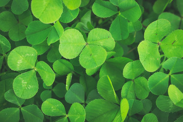 Clovers green background