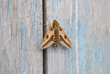 close up brown night butterfly insect on wooden background