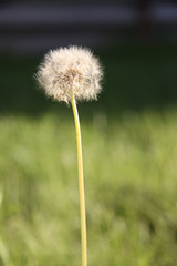 soft focus dandelion on a neutral background