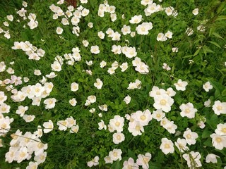Weiße Wildblumen