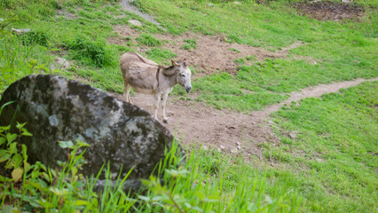 donkey on a green meadow