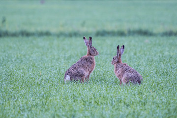 Zwei Feldhasen auf einer Wiese