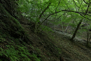 森の斜面