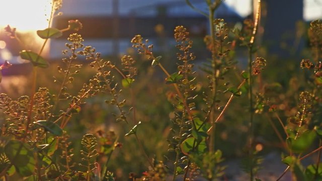 Mixed species wild grass view in sunset light real-time grownd level shot woyj tourist van on background