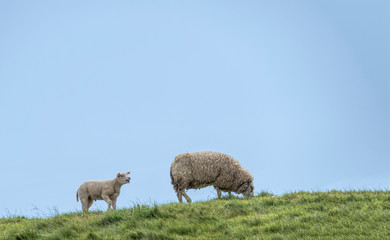 Schaf mit Lamm auf der Wiese