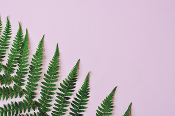 Summer composition. Tropical fern leaves on pastel pink background. Summer concept. Flat lay, top...
